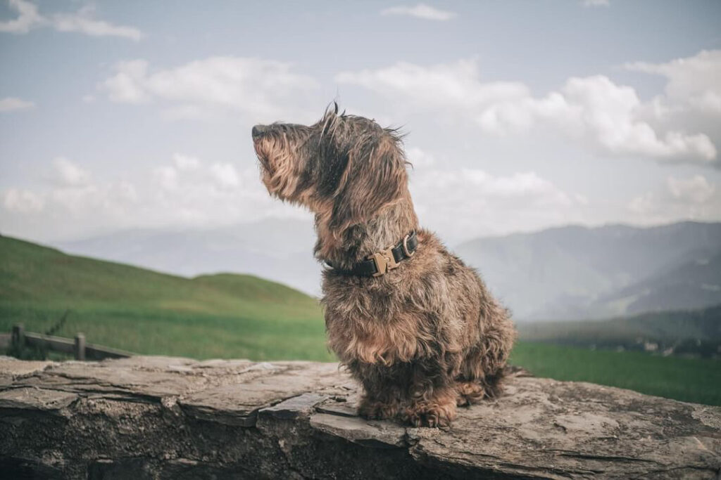 Dackel mit hochwertigem, nachhaltigem Halsband aus Apfelleder in Schwarz von Frieda Green. Der Hund sitzt auf einem Stein mit grünen Wiesen und Bergen im Hintergrund – ideal für tierfreundliche und umweltbewusste Hundebesitzer.