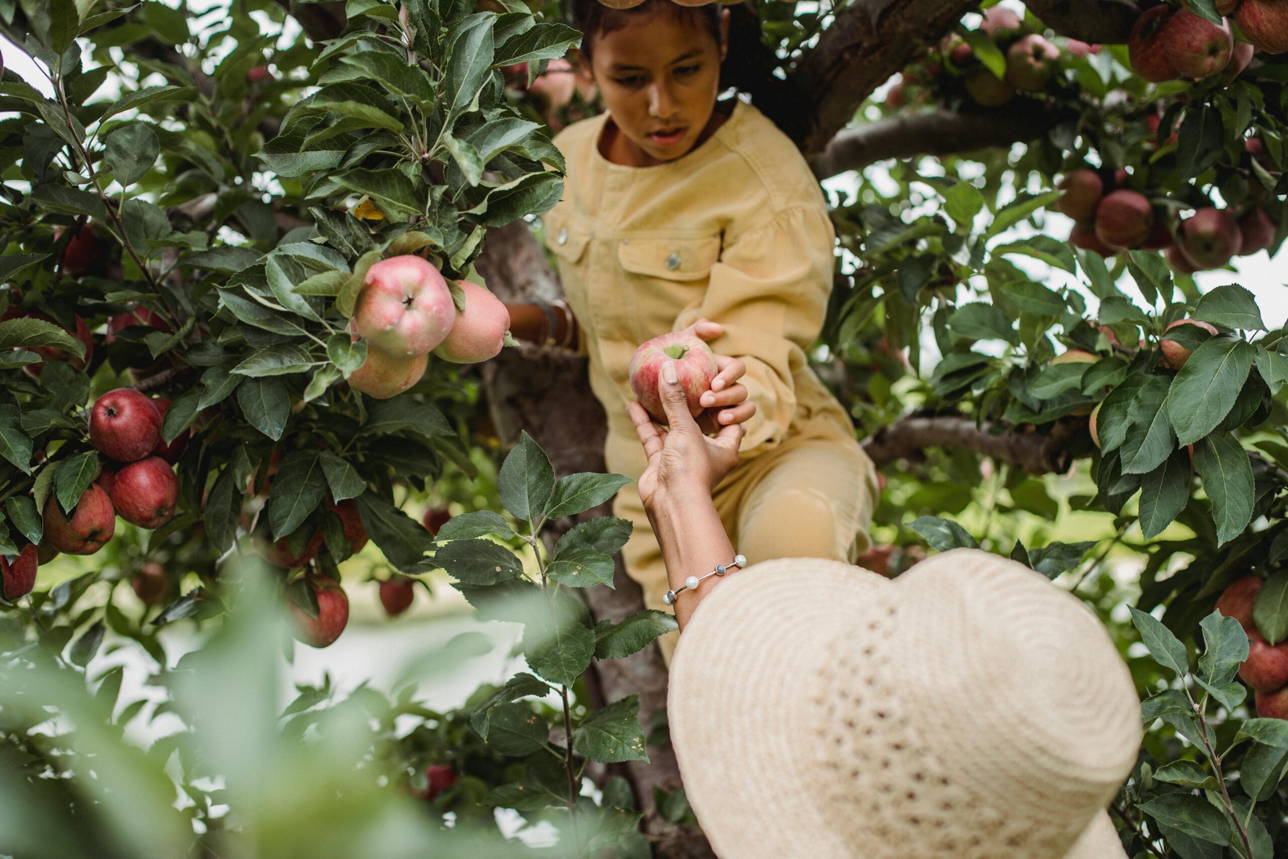 Kind und Frau pflücken Äpfel in einer nachhaltigen Obstplantage. Diese Szene symbolisiert den Ursprung der Apfelreste, die für die umweltfreundliche Herstellung der Halsbänder von Frieda Green verwendet werden.