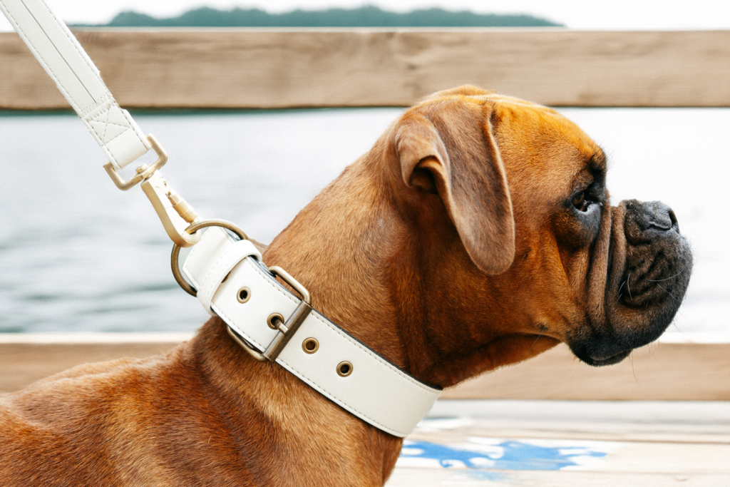 Brauner Boxerhund mit Beigen Hundehalsband aus nachhaltigem Apfelleder von Frieda Green, sitzend auf einem Holzsteg am Wasser.