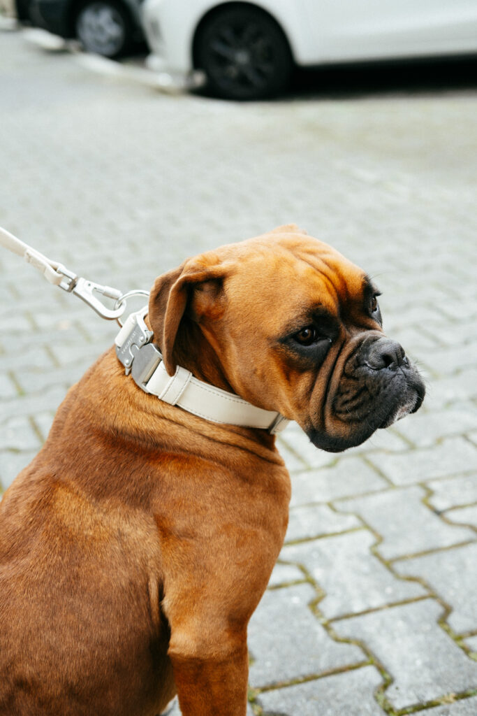 Boxerhund mit nachhaltigem Halsband aus veganem Apfelleder in Beige von Frieda Green, sitzend auf gepflastertem Boden – ideal für umweltbewusste und tierfreundliche Hundebesitzer.