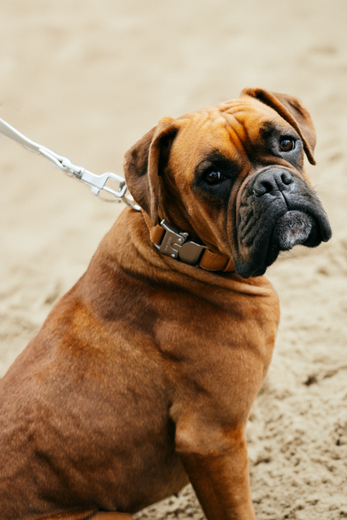 Brauner Boxerhund mit nachhaltigem Hundehalsband aus Apfelleder von Frieda Green am Strand.