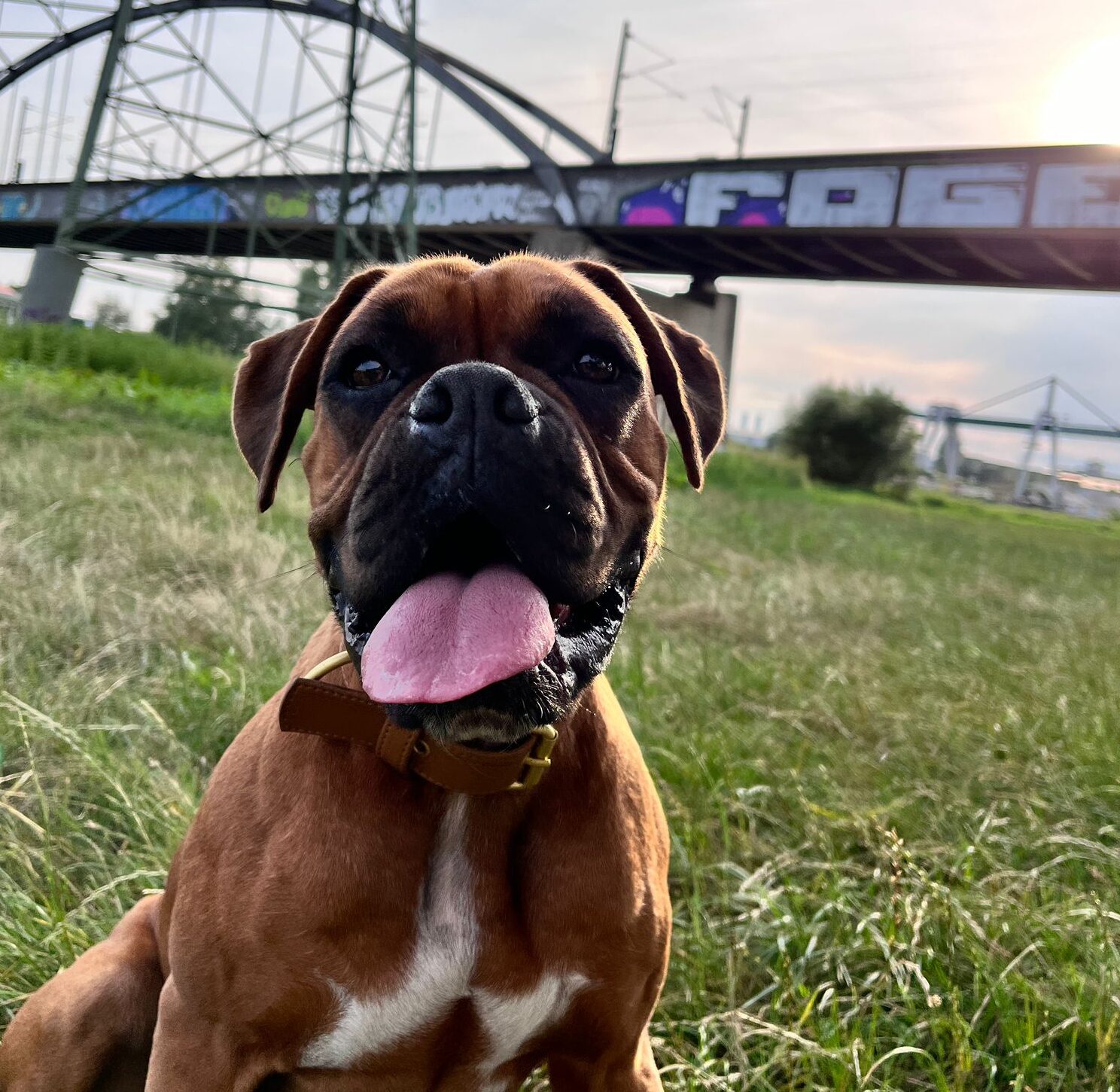 Boxerhund Frieda, das Gesicht hinter Frieda Green, trägt ein hochwertiges, nachhaltiges Halsband aus Apfelleder. Im Hintergrund eine Brücke mit Graffiti, eingebettet in eine natürliche Umgebung mit sattem Grün.