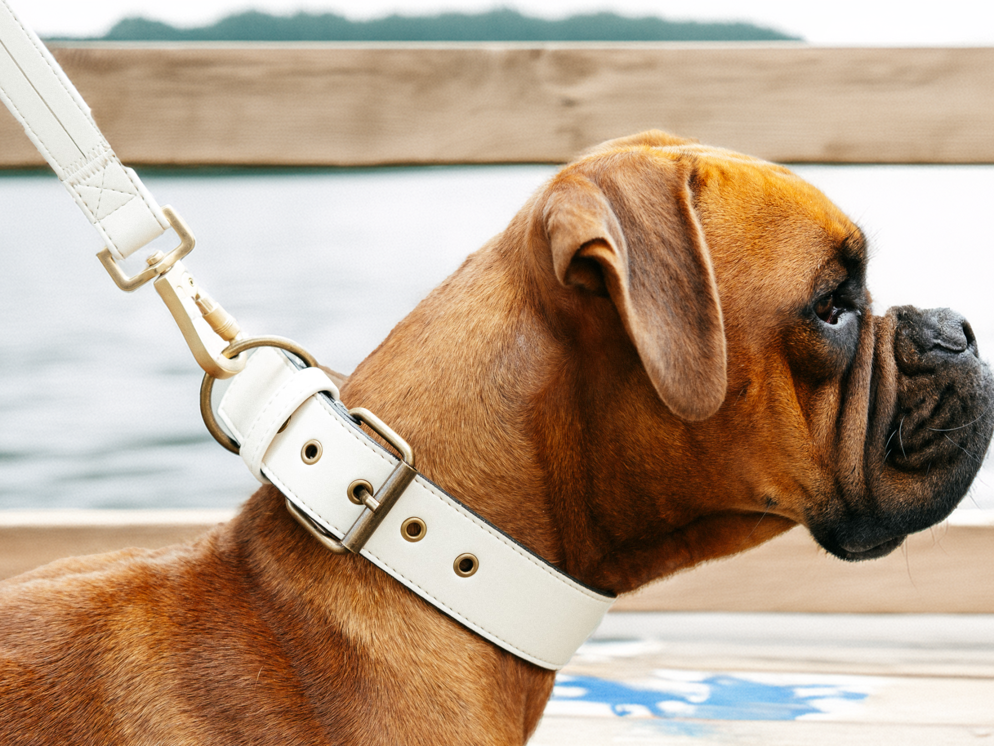 Brauner Boxerhund mit Beigen Hundehalsband aus nachhaltigem Apfelleder von Frieda Green, sitzend auf einem Holzsteg am Wasser.